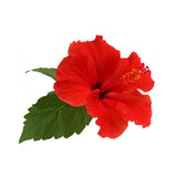 All Natural Hibiscus for the Jamaica Aguas Frescas from Gran Nevada